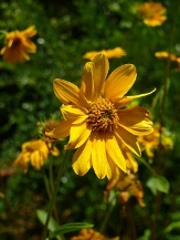 Western Sunflower, Fewleaf Sunflower, Helianthus occidentalis